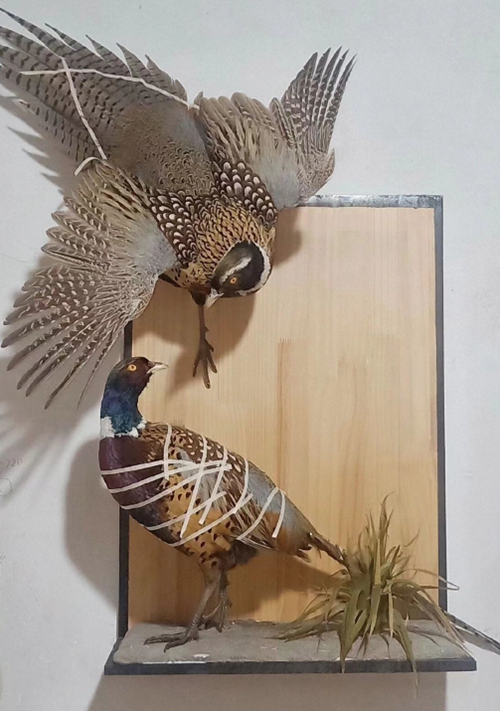 鸟