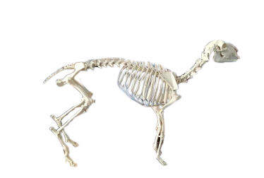 羊骨骼