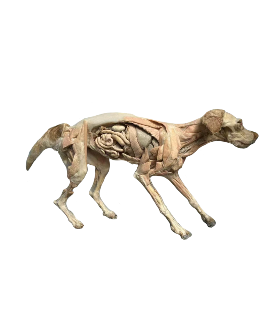 犬骨骼
