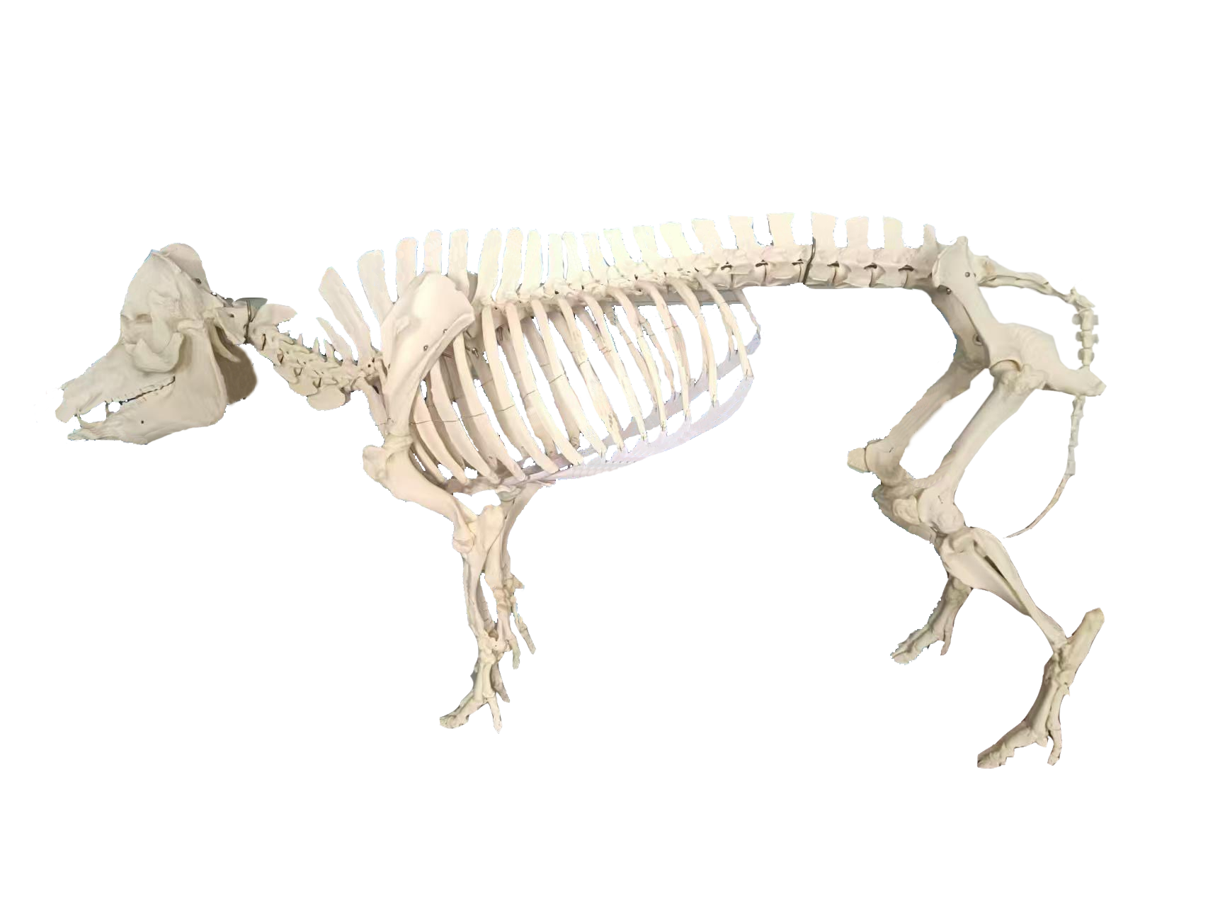 猪骨骼