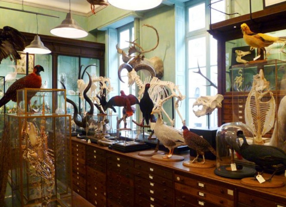 动物标本馆2.jpg
